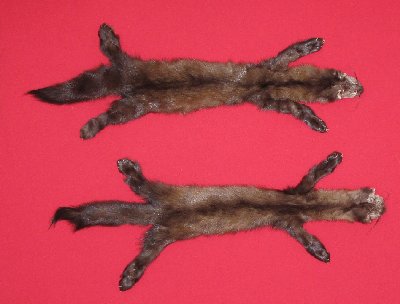 Picture of this lot Tanned Taxidermy Marten Sable Hides, Furs, Pelts, Skins