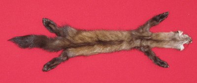 Picture of this lot Tanned Taxidermy Marten Sable Hides, Furs, Pelts, Skins