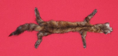 Picture of this lot Tanned Taxidermy Marten Sable Hides, Furs, Pelts, Skins