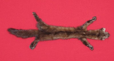 Picture of this lot Tanned Taxidermy Marten Sable Hides, Furs, Pelts, Skins