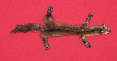 Picture of this lot Tanned Taxidermy Marten Sable Hides, Furs, Pelts, Skins