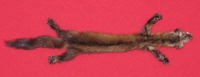 Picture of this lot Tanned Taxidermy Marten Sable Hides, Furs, Pelts, Skins