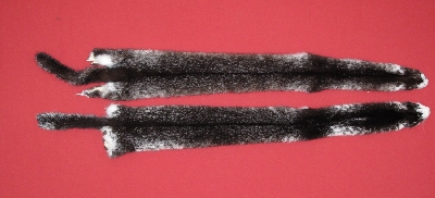Picture of this lot Tanned Ranch Mink Hides, Furs, Pelts, Skins