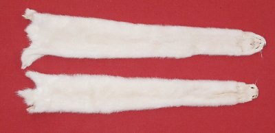 Picture of this lot Tanned Ranch Mink Hides, Furs, Pelts, Skins
