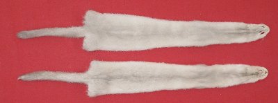 Picture of this lot Tanned Ranch Mink Hides, Furs, Pelts, Skins