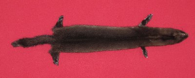 Picture of this lot Tanned Ranch Mink Hides, Furs, Pelts, Skins