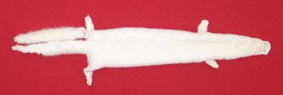 Picture of this lot Tanned Furs - Taxidermy Ranch Mink