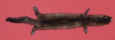 Picture of this lot Tanned Wild Mink Hides, Furs, Pelts, Skins