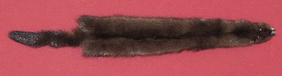 Picture of this lot Tanned Wild Mink Hides, Furs, Pelts, Skins