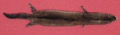Picture of this lot Tanned Wild Mink Hides, Furs, Pelts, Skins