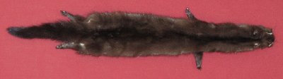 Picture of this lot Tanned Wild Mink Hides, Furs, Pelts, Skins
