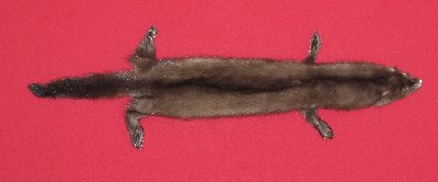 Picture of this lot Tanned Wild Mink Hides, Furs, Pelts, Skins