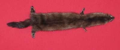 Picture of this lot Tanned Wild Mink Hides, Furs, Pelts, Skins