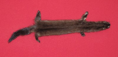 Picture of this lot Tanned Wild Mink Hides, Furs, Pelts, Skins