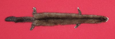 Picture of this lot Tanned Wild Mink Hides, Furs, Pelts, Skins