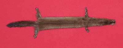 Picture of this lot Tanned Wild Mink Hides, Furs, Pelts, Skins