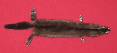 Picture of this lot Tanned Wild Mink Hides, Furs, Pelts, Skins