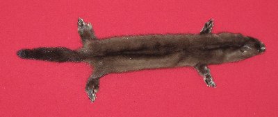 Picture of this lot Tanned Wild Mink Hides, Furs, Pelts, Skins