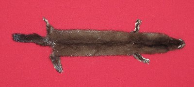 Picture of this lot Tanned Wild Mink Hides, Furs, Pelts, Skins