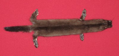 Picture of this lot Tanned Wild Mink Hides, Furs, Pelts, Skins