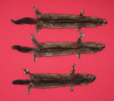 Picture of this lot Tanned Wild Mink Hides, Furs, Pelts, Skins