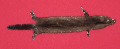 Picture of this lot Tanned Wild Mink Hides, Furs, Pelts, Skins