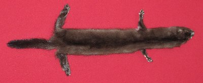 Picture of this lot Tanned Wild Mink Hides, Furs, Pelts, Skins