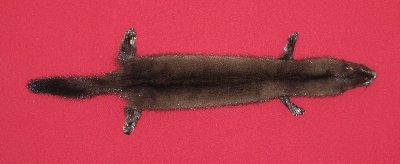 Picture of this lot Tanned Wild Mink Hides, Furs, Pelts, Skins