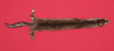 Picture of this lot Tanned Wild Mink Hides, Furs, Pelts, Skins