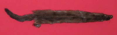 Picture of this lot Tanned Wild Mink Hides, Furs, Pelts, Skins