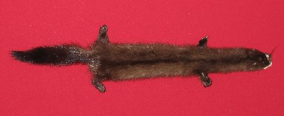 Picture of this lot Tanned Wild Mink Hides, Furs, Pelts, Skins