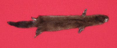 Picture of this lot Tanned Taxidermy Wild Mink Hides, Furs, Pelts, Skins