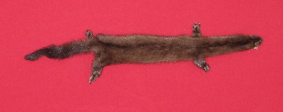 Picture of this lot Tanned Taxidermy Wild Mink Hides, Furs, Pelts, Skins