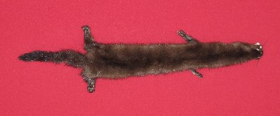 Picture of this lot Tanned Taxidermy Wild Mink Hides, Furs, Pelts, Skins