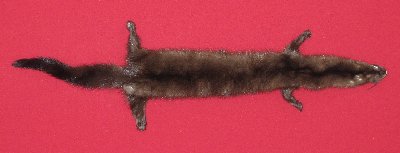 Picture of this lot Tanned Taxidermy Wild Mink Hides, Furs, Pelts, Skins
