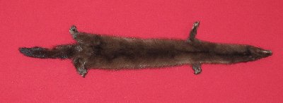 Picture of this lot Tanned Taxidermy Wild Mink Hides, Furs, Pelts, Skins
