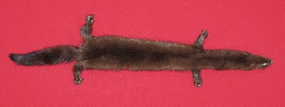 Picture of this lot Tanned Taxidermy Wild Mink Hides, Furs, Pelts, Skins