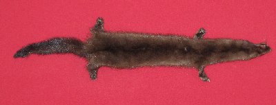 Picture of this lot Tanned Taxidermy Wild Mink Hides, Furs, Pelts, Skins