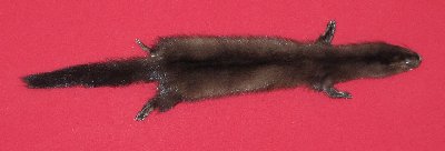 Picture of this lot Tanned Taxidermy Wild Mink Hides, Furs, Pelts, Skins