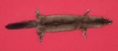 Picture of this lot Tanned Taxidermy Wild Mink Hides, Furs, Pelts, Skins