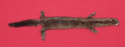 Picture of this lot Tanned Taxidermy Wild Mink Hides, Furs, Pelts, Skins