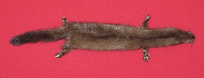 Picture of this lot Tanned Taxidermy Wild Mink Hides, Furs, Pelts, Skins