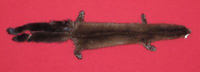 Picture of this lot Tanned Taxidermy Wild Mink Hides, Furs, Pelts, Skins