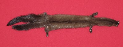 Picture of this lot Tanned Taxidermy Wild Mink Hides, Furs, Pelts, Skins
