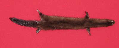 Picture of this lot Tanned Taxidermy Wild Mink Hides, Furs, Pelts, Skins