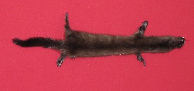 Picture of this lot Tanned Taxidermy Wild Mink Hides, Furs, Pelts, Skins