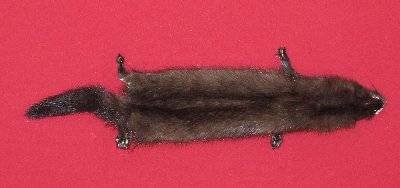 Picture of this lot Tanned Taxidermy Wild Mink Hides, Furs, Pelts, Skins