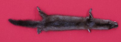 Picture of this lot Tanned Taxidermy Wild Mink Hides, Furs, Pelts, Skins
