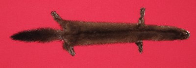 Picture of this lot Tanned Taxidermy Wild Mink Hides, Furs, Pelts, Skins