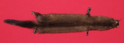 Picture of this lot Tanned Taxidermy Wild Mink Hides, Furs, Pelts, Skins